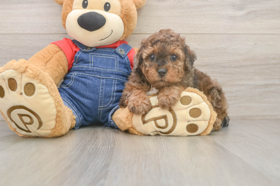 5 week old Poodle Puppy For Sale - Seaside Pups
