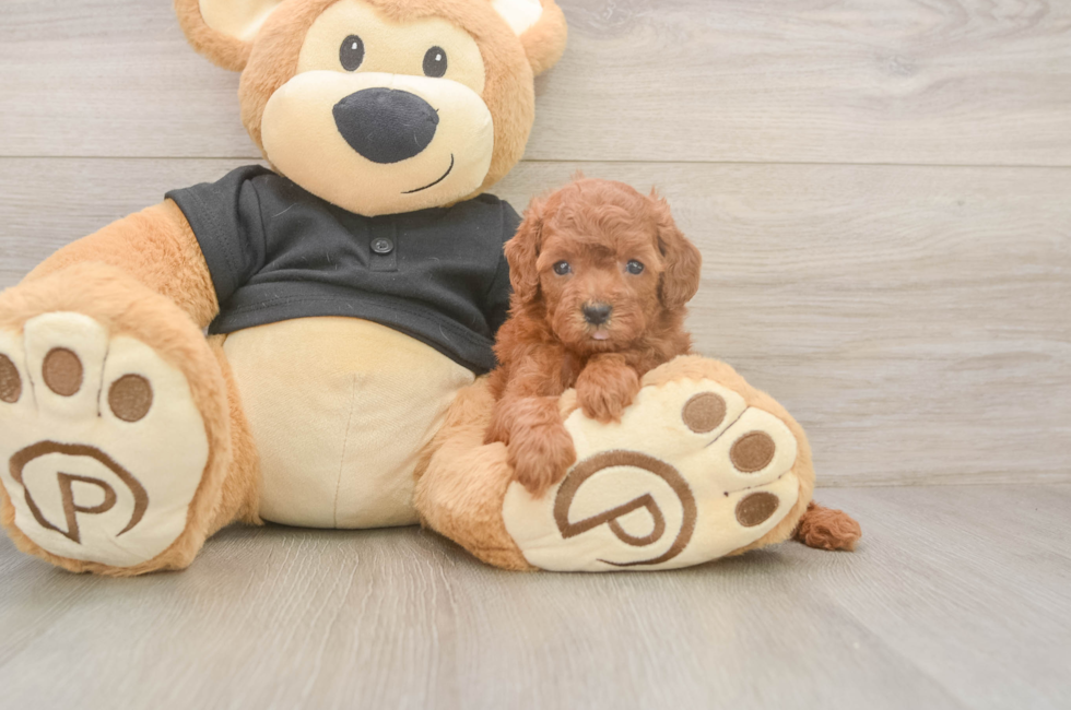 5 week old Poodle Puppy For Sale - Seaside Pups