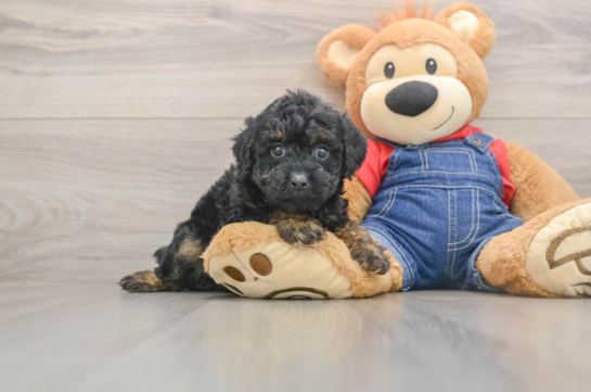 Little Poodle Purebred Pup