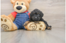 Popular Poodle Purebred Pup