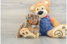 Popular Poodle Baby