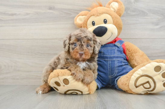Popular Poodle Baby