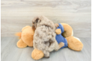 Best Poodle Baby