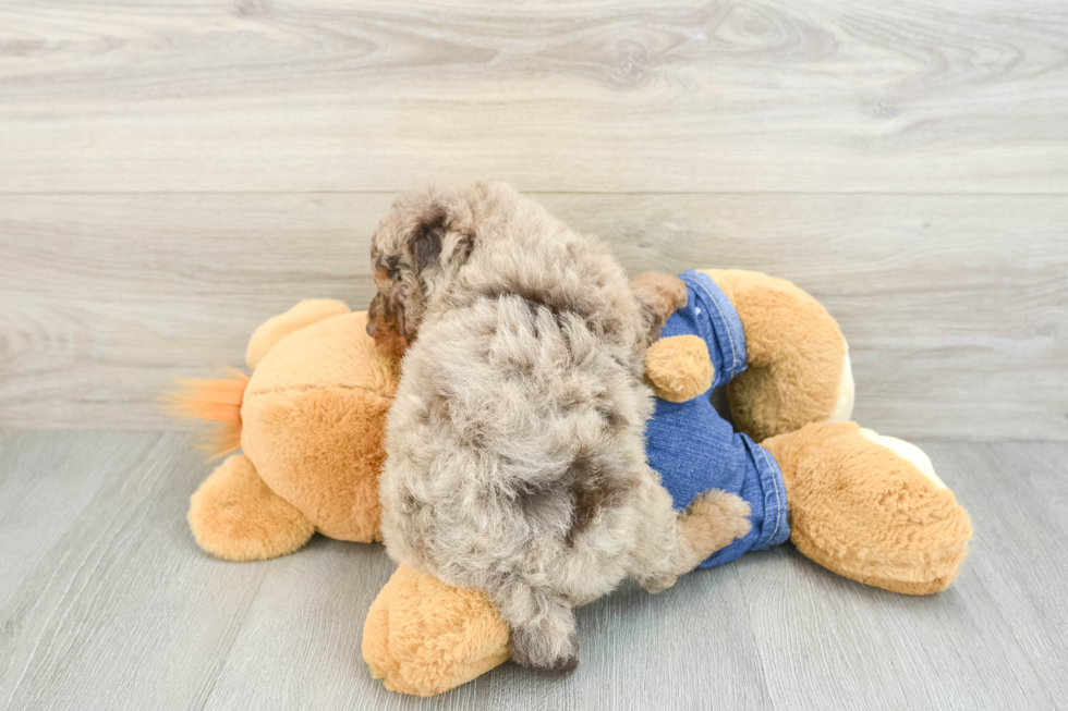 Best Poodle Baby