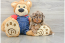 Sweet Pudle Purebred Puppy