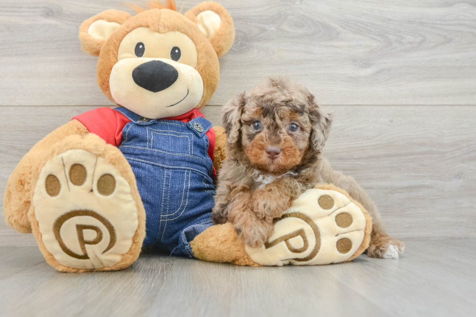 Sweet Pudle Purebred Puppy