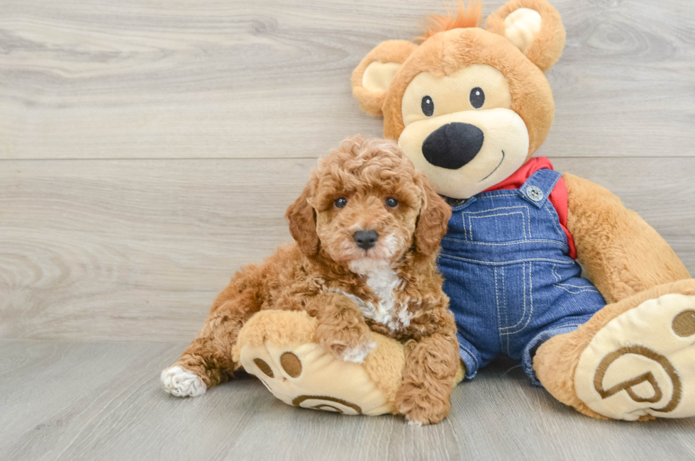 6 week old Poodle Puppy For Sale - Seaside Pups
