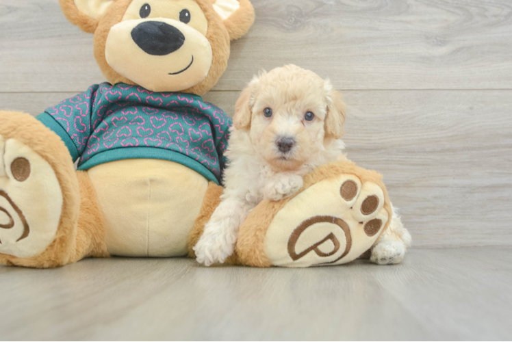 Best Poodle Baby