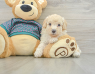 8 week old Poodle Puppy For Sale - Seaside Pups