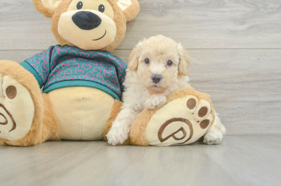 5 week old Poodle Puppy For Sale - Seaside Pups