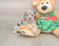 8 week old Poodle Puppy For Sale - Seaside Pups