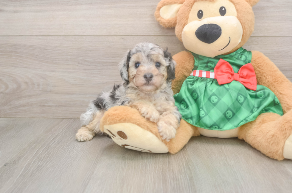 5 week old Poodle Puppy For Sale - Seaside Pups