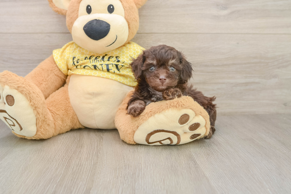 Poodle Pup Being Cute