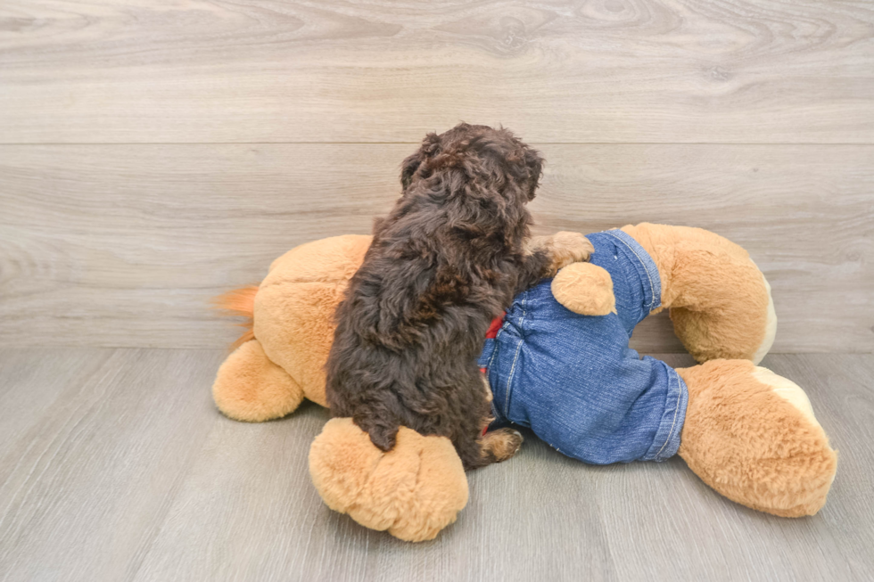 Poodle Pup Being Cute