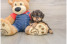Poodle Pup Being Cute