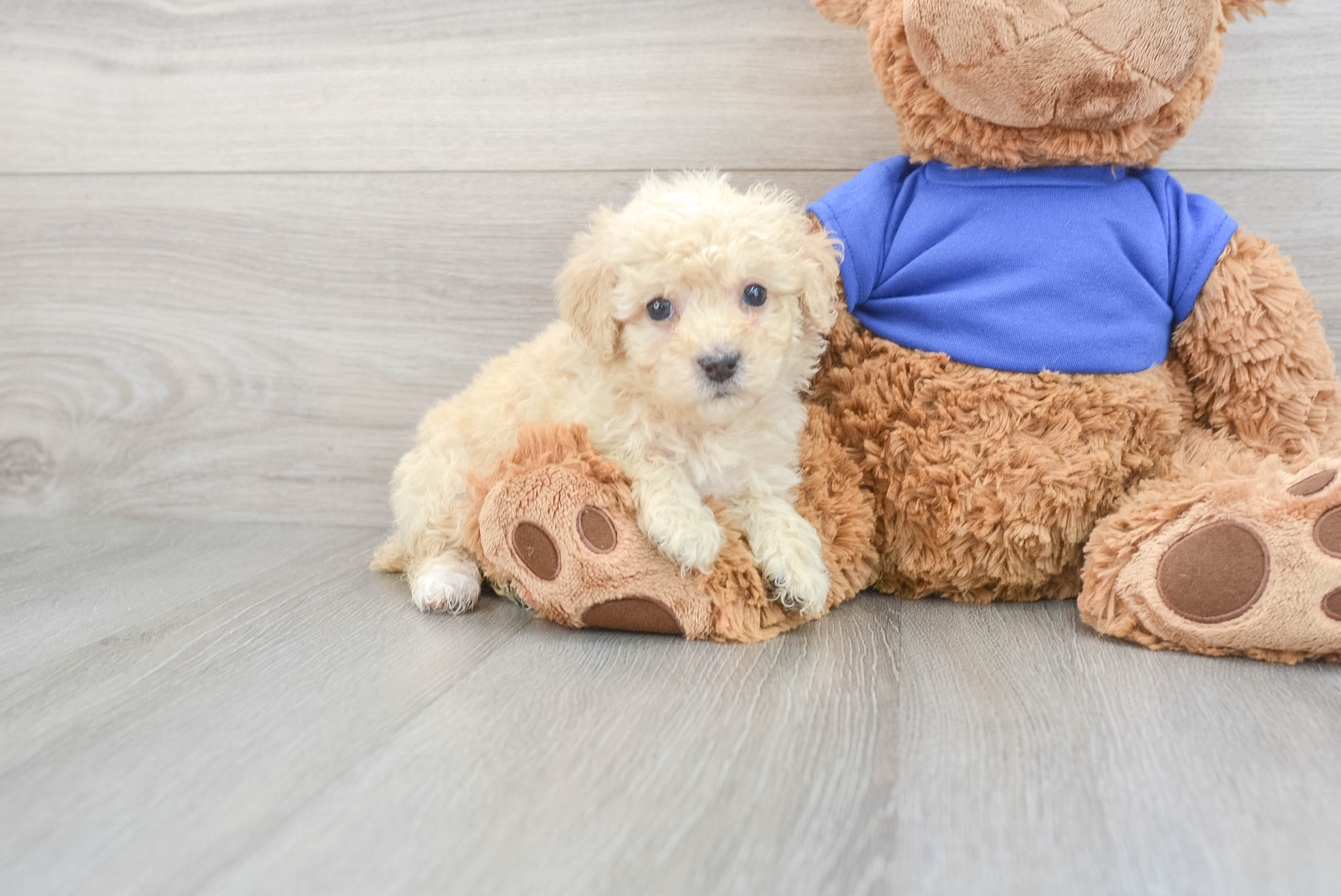 Baby poodles for outlet sale