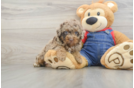 Hypoallergenic Poodle Baby