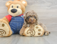 6 week old Poodle Puppy For Sale - Seaside Pups