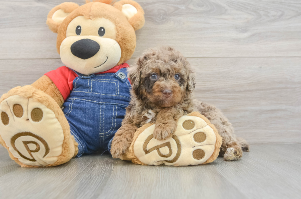 5 week old Poodle Puppy For Sale - Seaside Pups