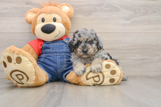 Best Poodle Baby