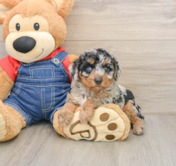 6 week old Poodle Puppy For Sale - Seaside Pups