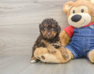 7 week old Poodle Puppy For Sale - Seaside Pups