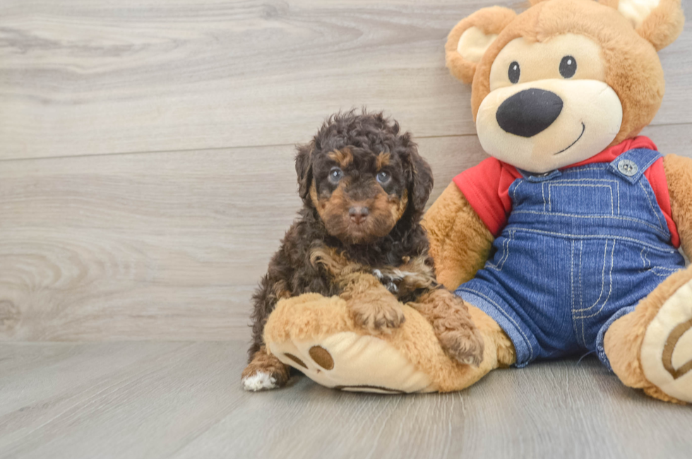 5 week old Poodle Puppy For Sale - Seaside Pups