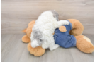 Happy Toy Poodle Purebred Puppy