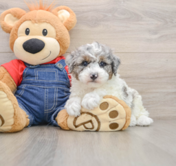 7 week old Poodle Puppy For Sale - Seaside Pups