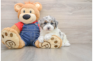 Energetic Pooodle Purebred Puppy
