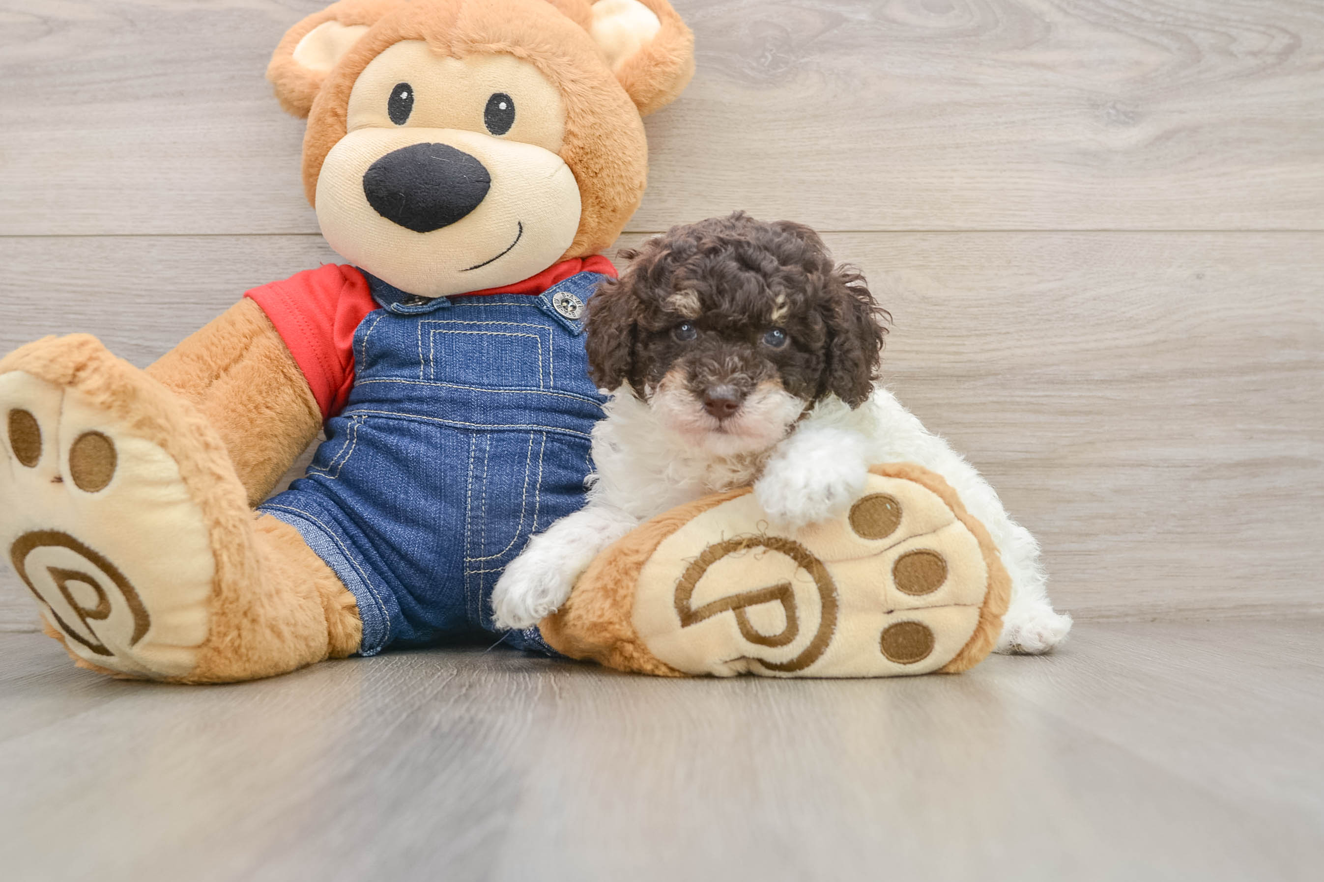Fluffy Pooodle Purebred Puppy