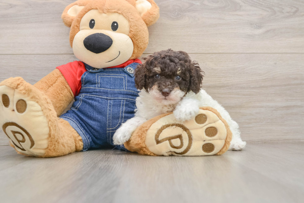 Fluffy Pooodle Purebred Puppy