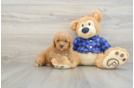 Poodle Puppy for Adoption