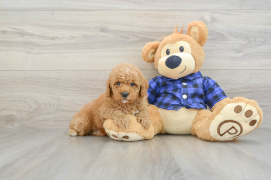 Poodle Puppy for Adoption