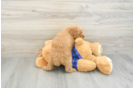 Poodle Puppy for Adoption