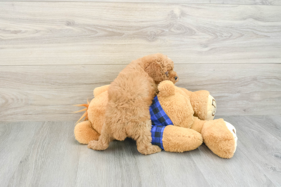 Poodle Puppy for Adoption