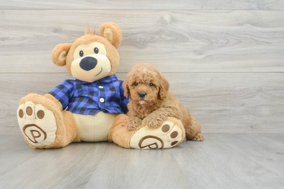 Best Poodle Baby