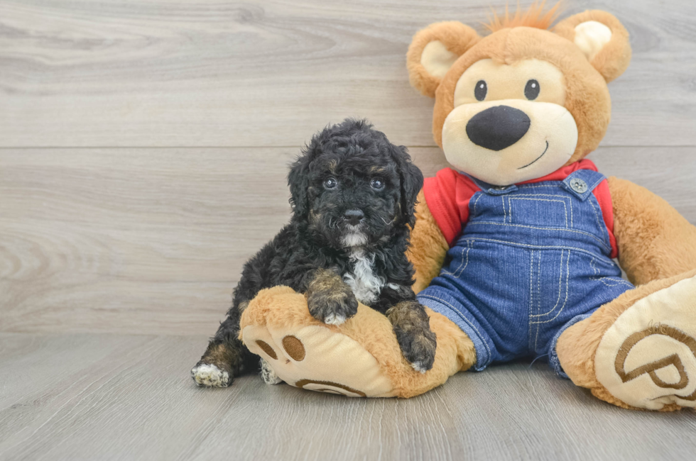 5 week old Poodle Puppy For Sale - Seaside Pups