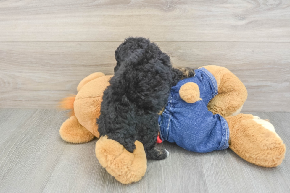Poodle Pup Being Cute