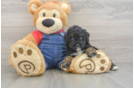 Funny Poodle Purebred Pup