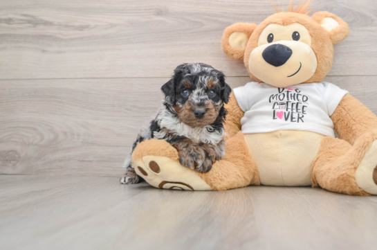 Poodle Puppy for Adoption