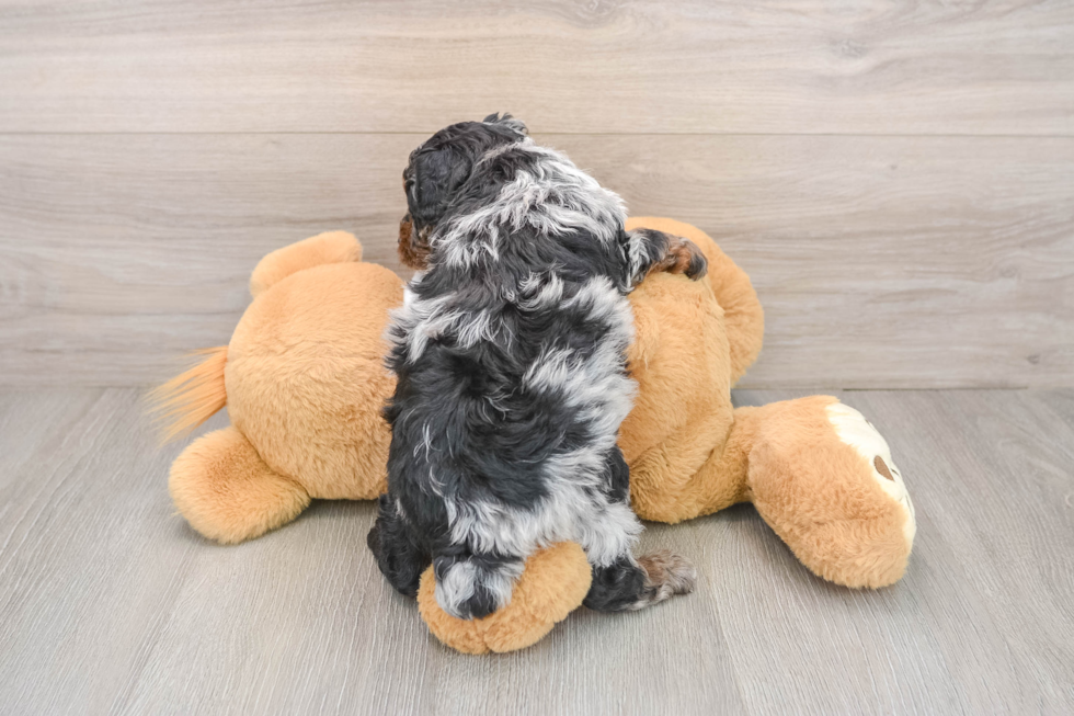 Poodle Pup Being Cute