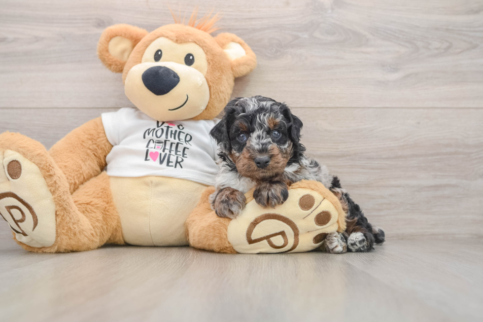 Hypoallergenic Poodle Baby