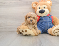 7 week old Poodle Puppy For Sale - Seaside Pups