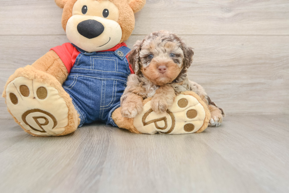 Poodle Puppy for Adoption
