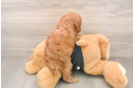 Best Poodle Baby