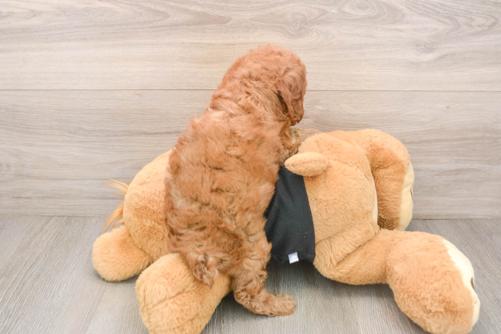 Best Poodle Baby