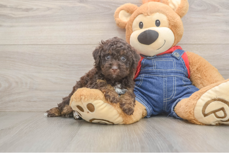 Friendly Poodle Purebred Pup