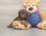 7 week old Poodle Puppy For Sale - Seaside Pups