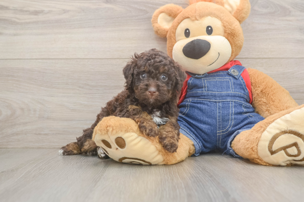 5 week old Poodle Puppy For Sale - Seaside Pups